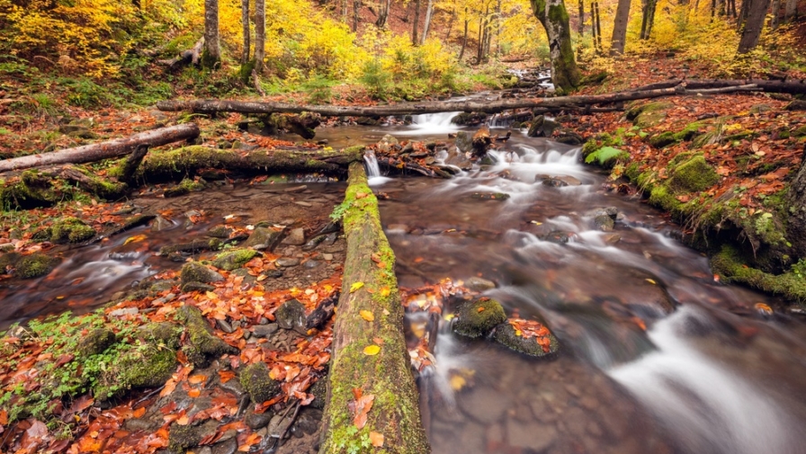 5 Reasons to Go Camping Near the Great Smoky Mountains National Park for Fall Break