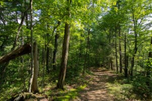 hiking trails in the great smoky mountains