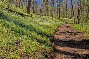 Porters creek trail smoky mountain short hikes