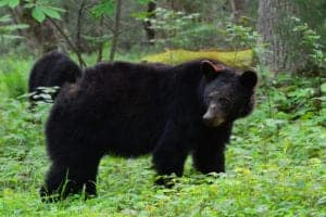 A bear in the Smoky Mountains