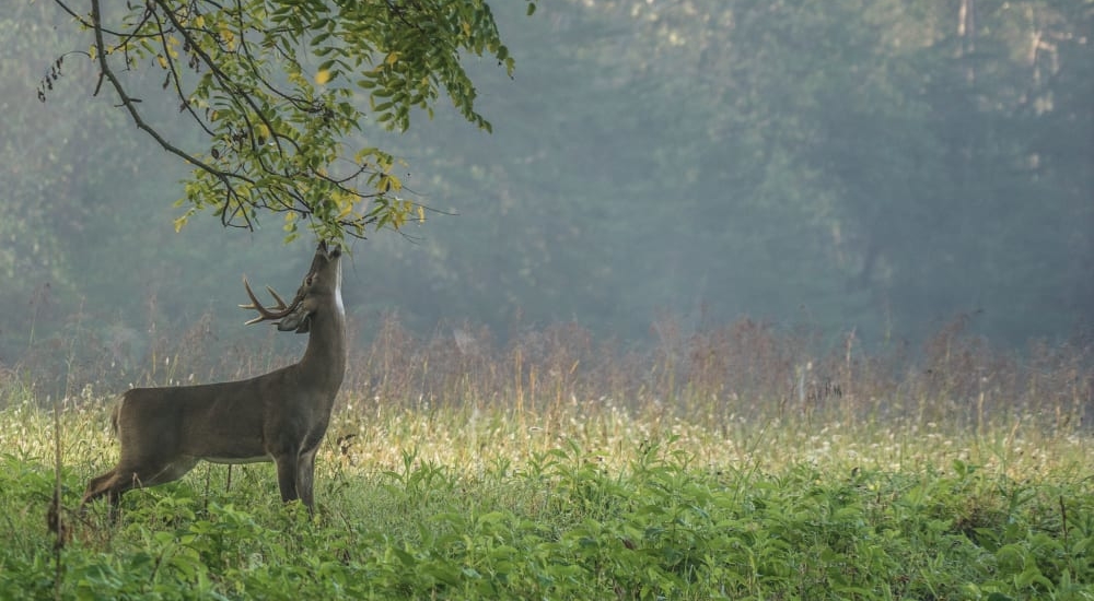 A deer stretches up to reach leaves from a branch