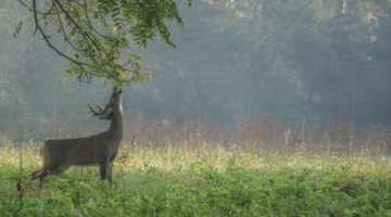 smoky mountain wildlife