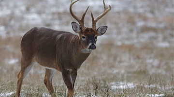 deer in the smoky mountains