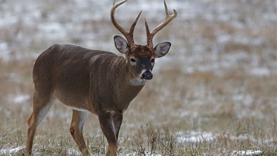 7 Animals in the Smoky Mountains You Might See on Your Trip