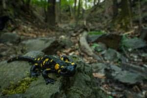 salamander in the smoky mountains
