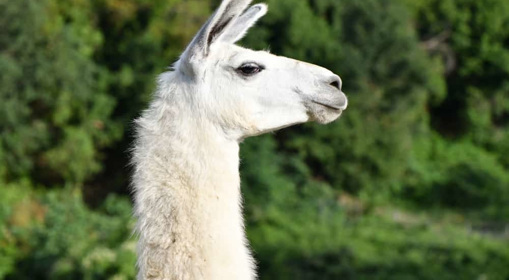white llama