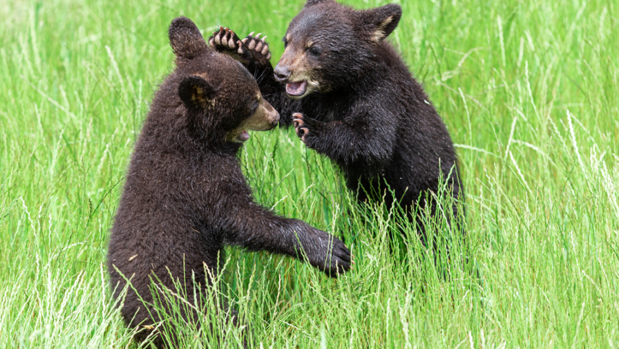 2 small black bear cubs playing in tall grass in the Smoky Mountains