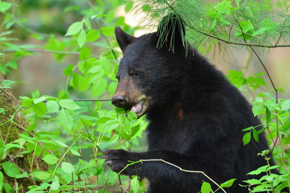 Top 3 Tips for Viewing Smoky Mountain Wildlife