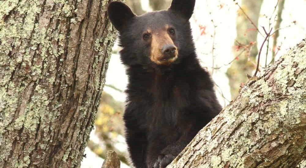 best places to see bears smoky mountain wildlife