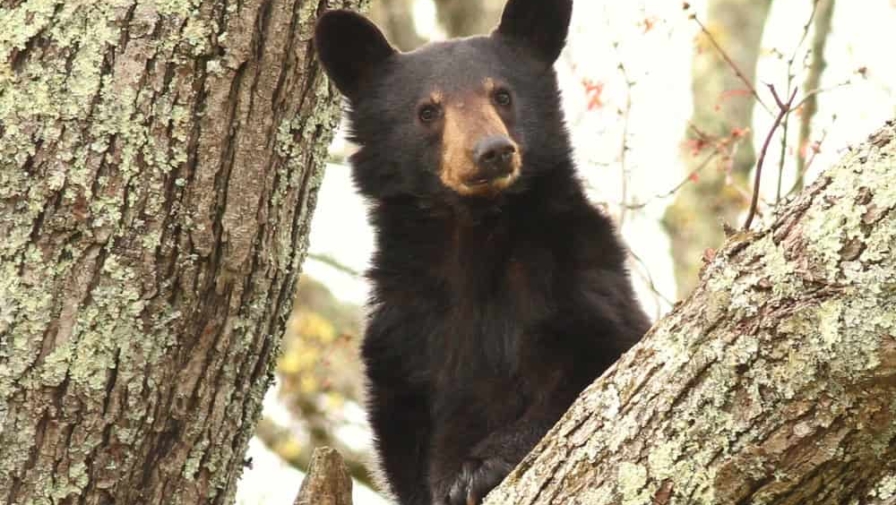 Top 3 Tips for Viewing Smoky Mountain Wildlife best places to see bears smoky mountain wildlife