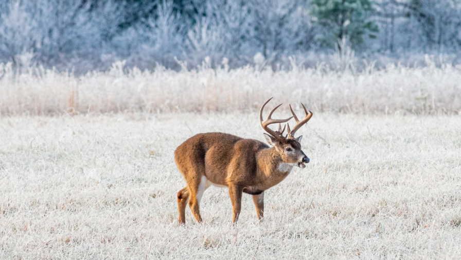 7 Animals in the Smoky Mountains You Might See on Your Trip animals in the smoky mountains at cades cove