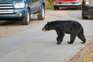 black bear crossing road 