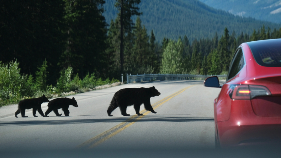 A black bear and two cubs walk across a highway to reach the other side of the road.