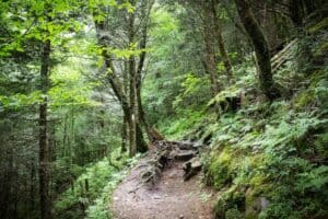 Smoky Mountain portion of the Appalachian Trail in Tennessee