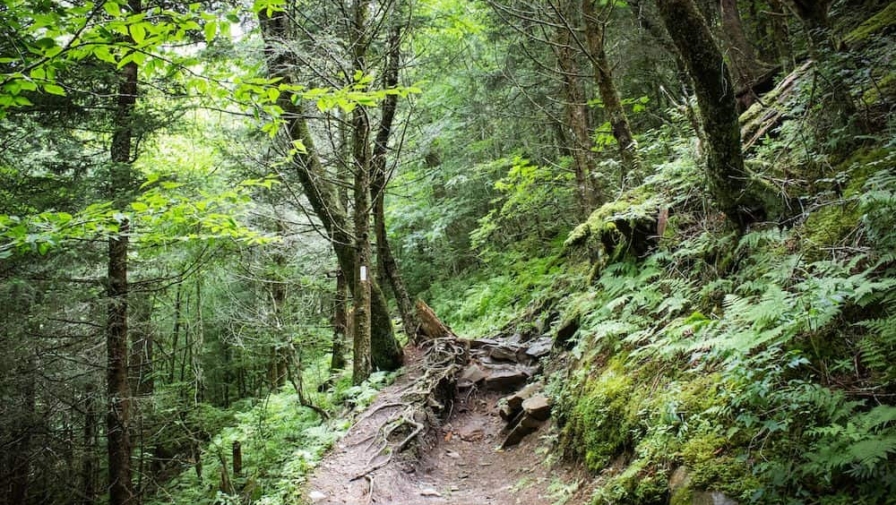 Smoky Mountain portion of the Appalachian Trail